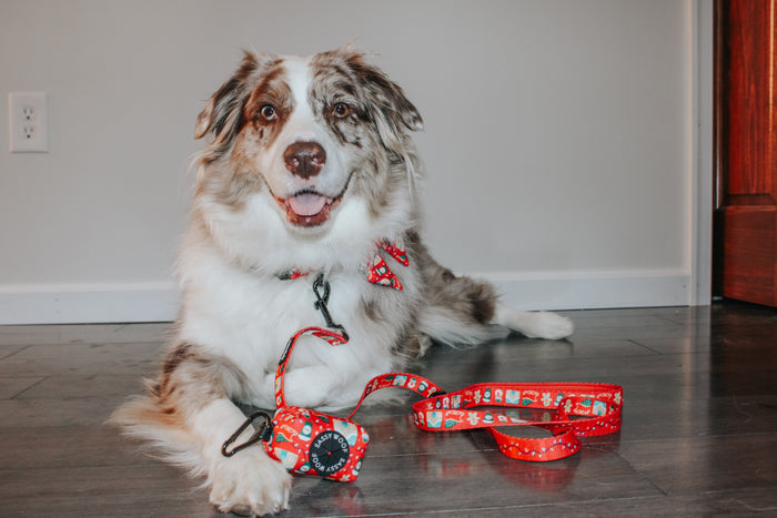 INFLUENCER_CONTENT | @MILATHEAUSSIEDOG | SIZE L