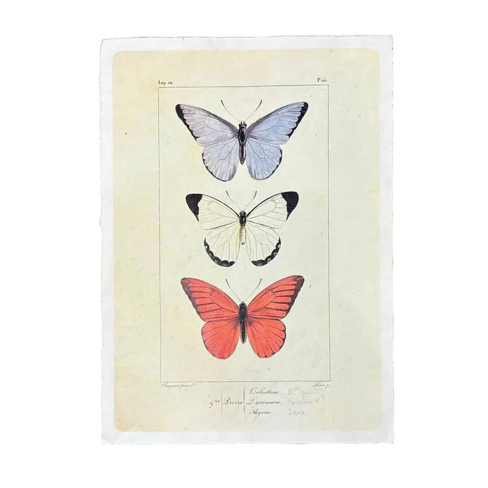 Butterfly Trio