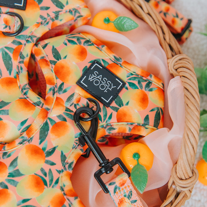 The Dog Adjustable Harness - Mango Tango by Sassy Woof features a playful mango pattern and label, shown with matching leash and cute faux mangoes in a wicker basket lined with pink fabric. This harness blends comfort and style for your pup.