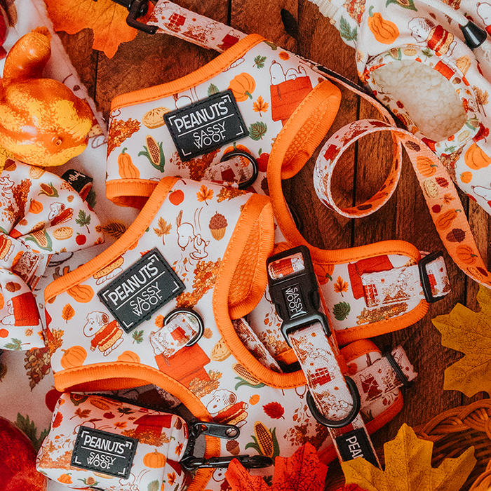 The Sassy Woof Dog Adjustable Harness - Peanuts™ Harvest features fall-inspired orange and white designs with pumpkins and autumn details, including no-pull options, displayed among artificial leaves and autumn decor on wood.
