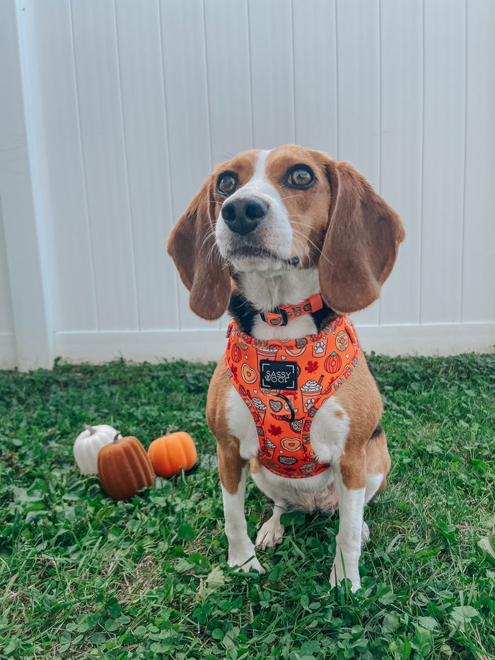 INFLUENCER_CONTENT | @IVYTHEBEAGLE22 | SIZE S