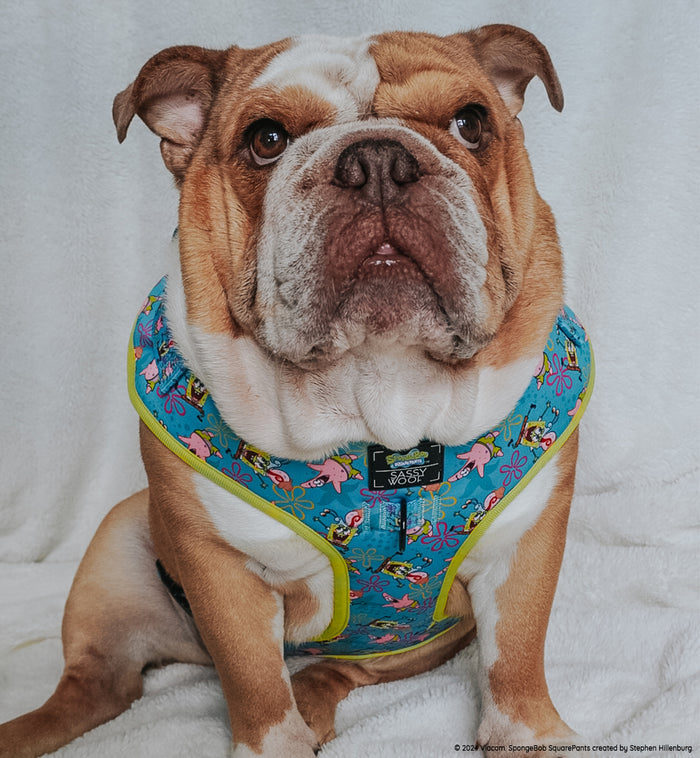 INFLUENCER_CONTENT | @FRANKIE.THE.BULLDAWG | SIZE XXL