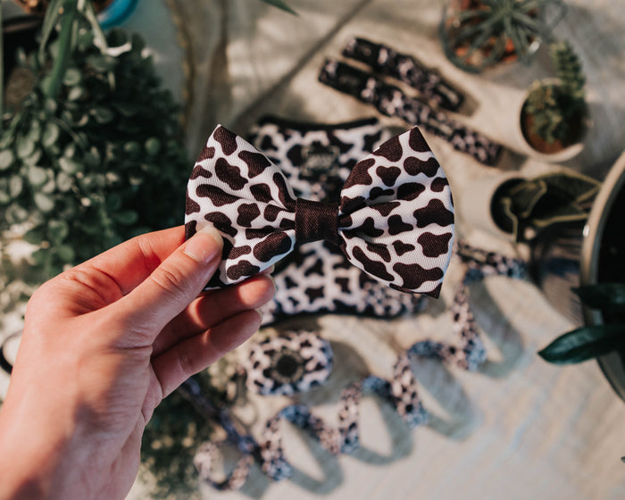 A hand holds the Sassy Woof Dog Bowtie in Whole Milk—a black and white animal print collar bowtie—above a table displaying matching pet accessories, surrounded by green potted plants.