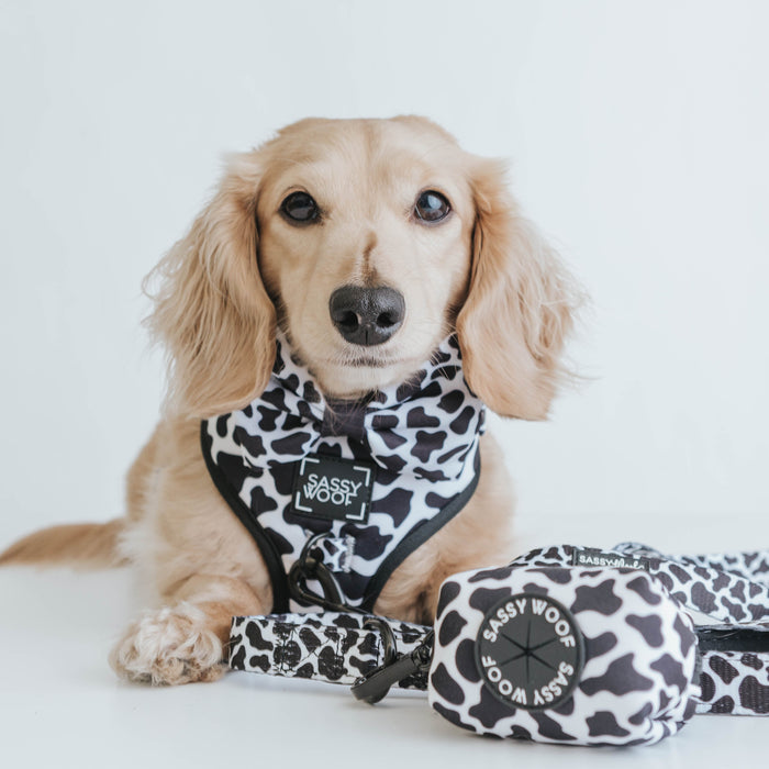A light brown dachshund sits next to matching pet accessories, wearing the Sassy Woof Dog Bowtie - Whole Milk and a black and white cow-print harness, with a coordinating leash and poop bag holder displayed on a white background.