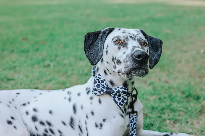 A Dalmatian dog sporting the Sassy Woof Dog Bowtie - Whole Milk, with its chic black and white pattern, lounges on green grass and gazes upward, perfectly highlighting one of the most charming pet accessories available.