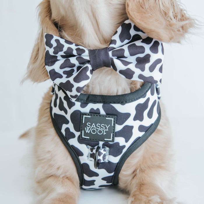 A small dog sports a Sassy Woof Dog Bowtie - Whole Milk, featuring a black and white cow-print design that matches its harness. The harness displays the Sassy Woof label on the front, while the dog’s face is partially out of frame.