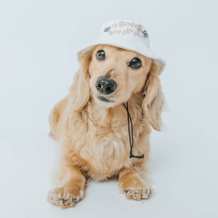 A long-haired, light brown dachshund wears the Sassy Woof "I'd Rather Be With My Mom" Dog Bucket Hat, sitting on a white background and looking at the camera with its head slightly tilted.