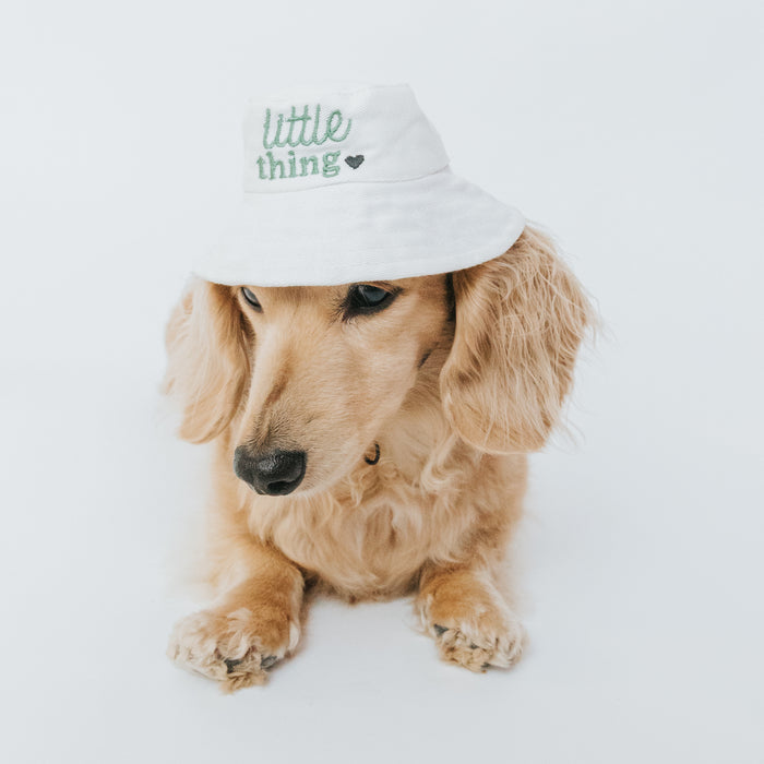 A light brown dachshund wears the Sassy Woof Dog Bucket Hat - Little Thing, a white hat with "little thing" and a heart embroidered in green, sitting on a white background.
