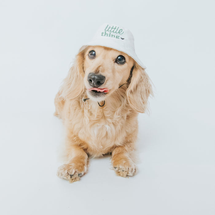 A light brown long-haired dachshund sits on a white background wearing the Sassy Woof Dog Bucket Hat - Little Thing, its tongue slightly out.