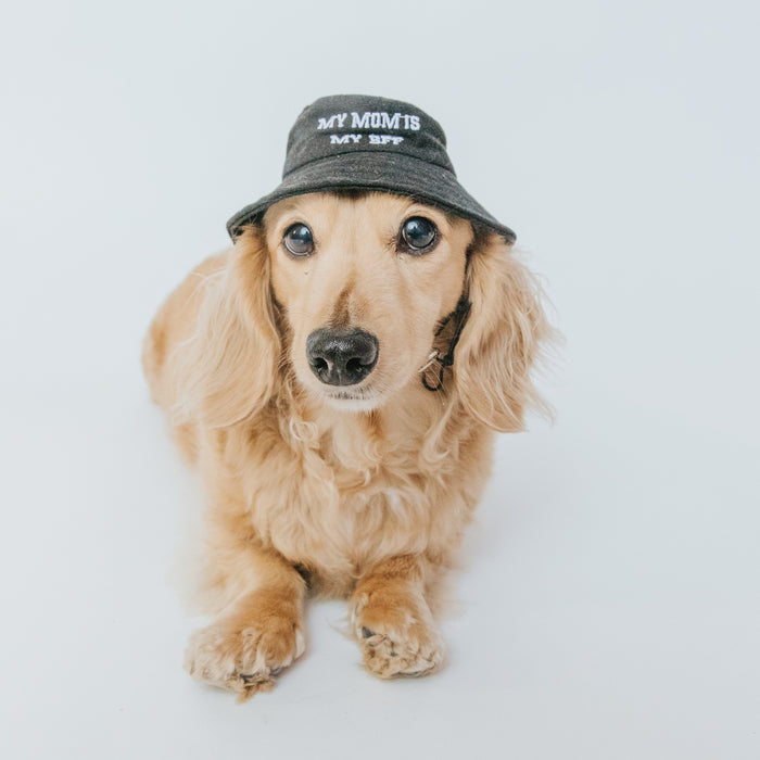 A light brown, long-haired dachshund sits on a white background, sporting the Sassy Woof Dog Bucket Hat - My Mom is my BFF. This adorable pet accessory with white embroidery adds extra charm to the calm and attentive pup’s look.
