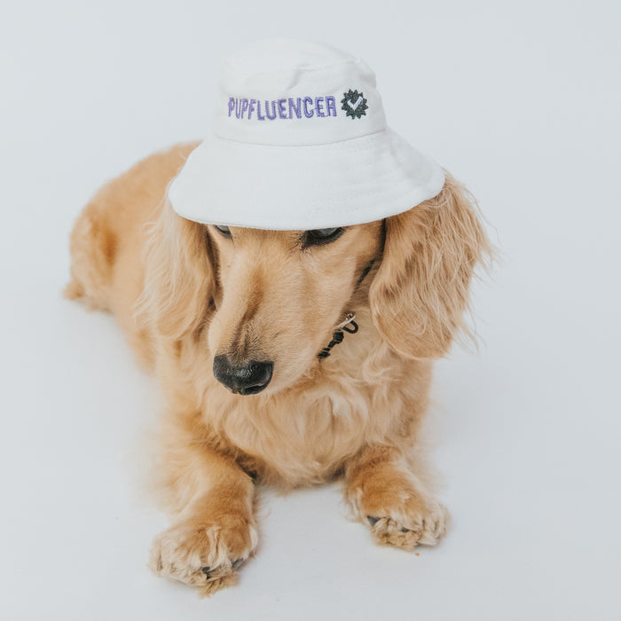 A long-haired tan dog models the Sassy Woof Dog Bucket Hat - Pupfluencer, a stylish white hat with purple embroidery, while lounging against a plain white background—proof this pup is the ultimate trendsetter.