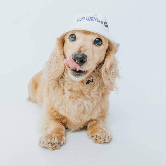 A long-haired dachshund wears the Sassy Woof Dog Bucket Hat - Pupfluencer, sitting on a white background and looking at the camera with its tongue out and curled up towards its nose.