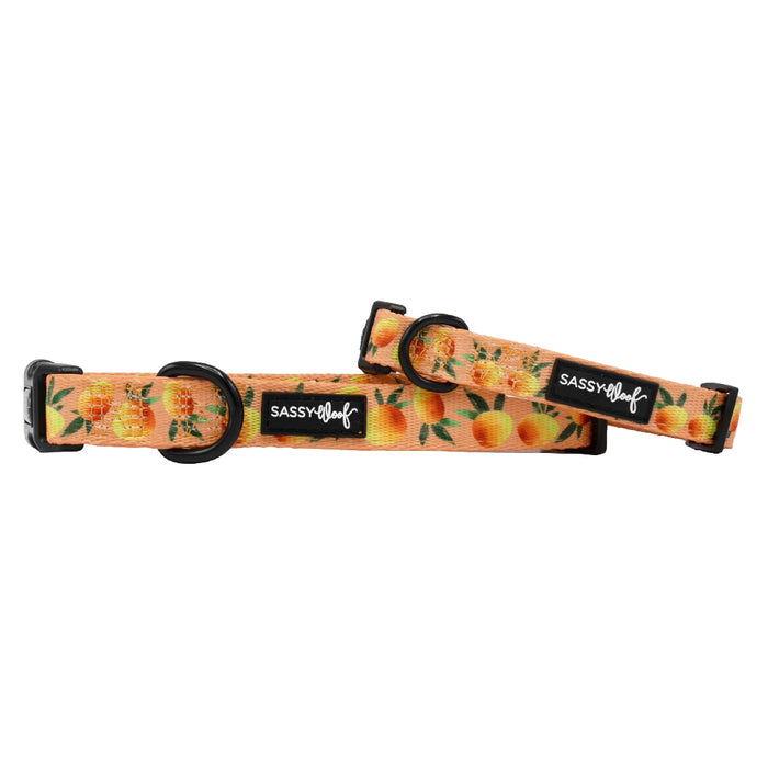 Two orange Sassy Woof "Mango Tango" adjustable dog collars with black hardware and labels, showcasing a mango fruit pattern, are displayed against a white background.