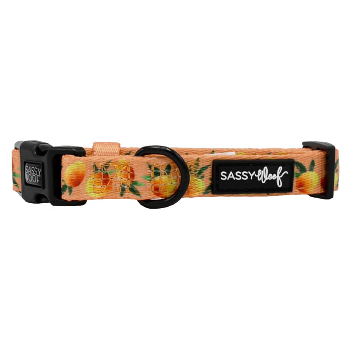 The Mango Tango Dog Collar by Sassy Woof features vibrant orange neoprene with a peach pattern, adjustable black plastic buckle, sturdy metal ring, and a black “Sassy Woof” label—ideal for stylish dog lovers.