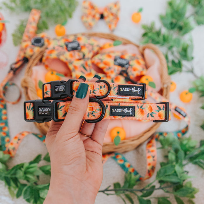 A hand with green nail polish holds two Sassy Woof Dog Collar - Mango Tango accessories featuring a vibrant orange fruit pattern, set against a backdrop of matching pet gear and lush green leaves.