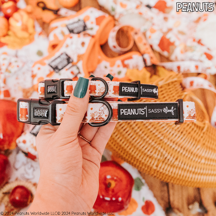 A hand with green nail polish holds two Sassy Woof Dog Collar - Peanuts™ Harvest, featuring orange pumpkin patterns. The adjustable collars are perfect for fall and surrounded by pumpkins, a wicker basket, and autumn-themed decor.