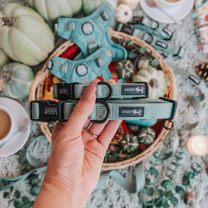 A hand holds two Sassy Woof Dog Collar - Sage above a basket of pet accessories, with pumpkins, ribbons, candle, and coffee cups on a patterned table—ideal for your puppy’s growth plan.
