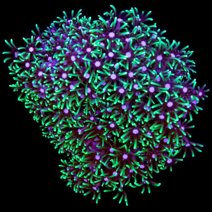 Fluorescent Green Star Polyps