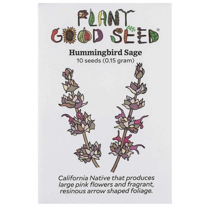 Hummingbird Sage Seeds